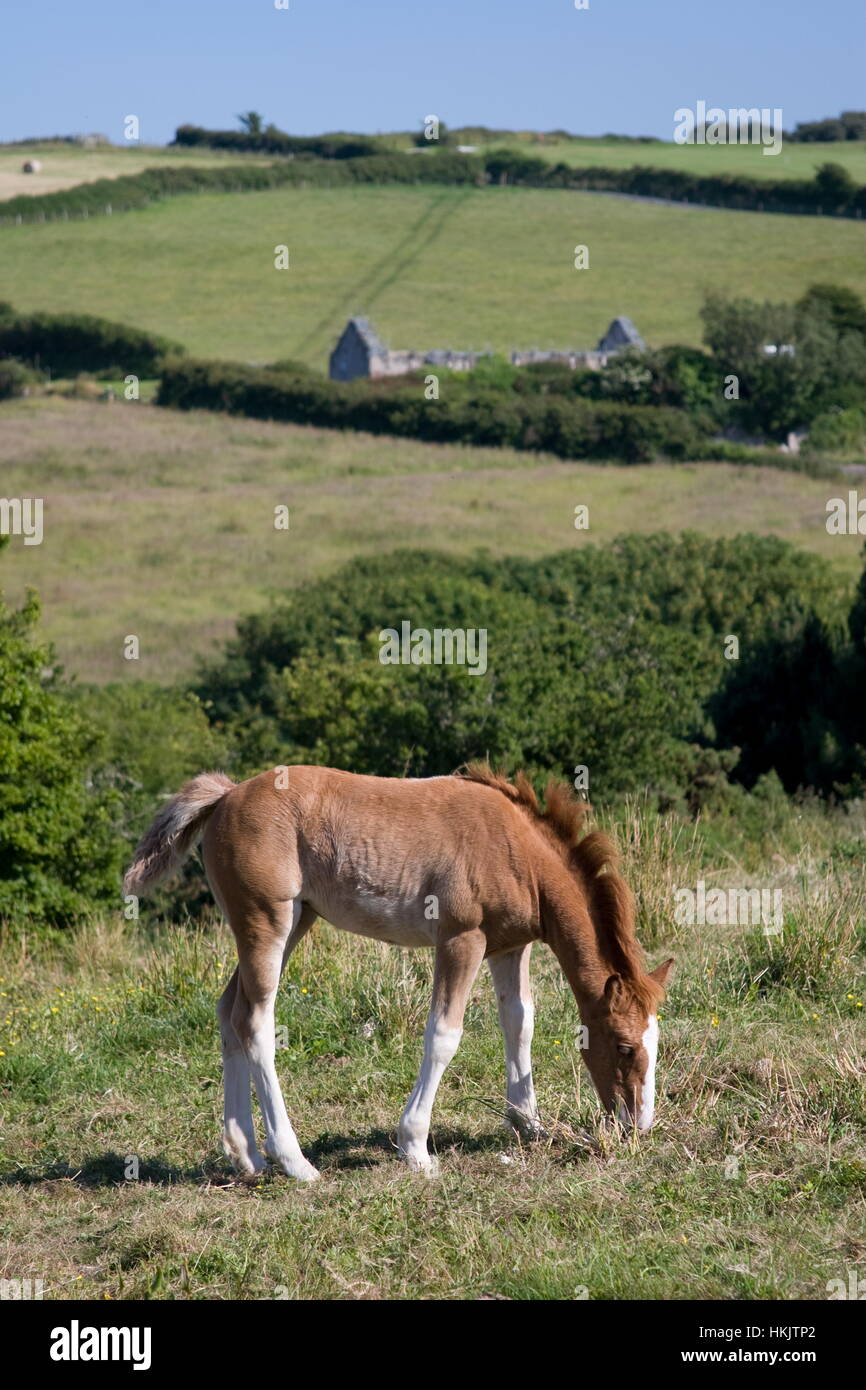 Potro en un campo,Morthoe,Devon Foto de stock