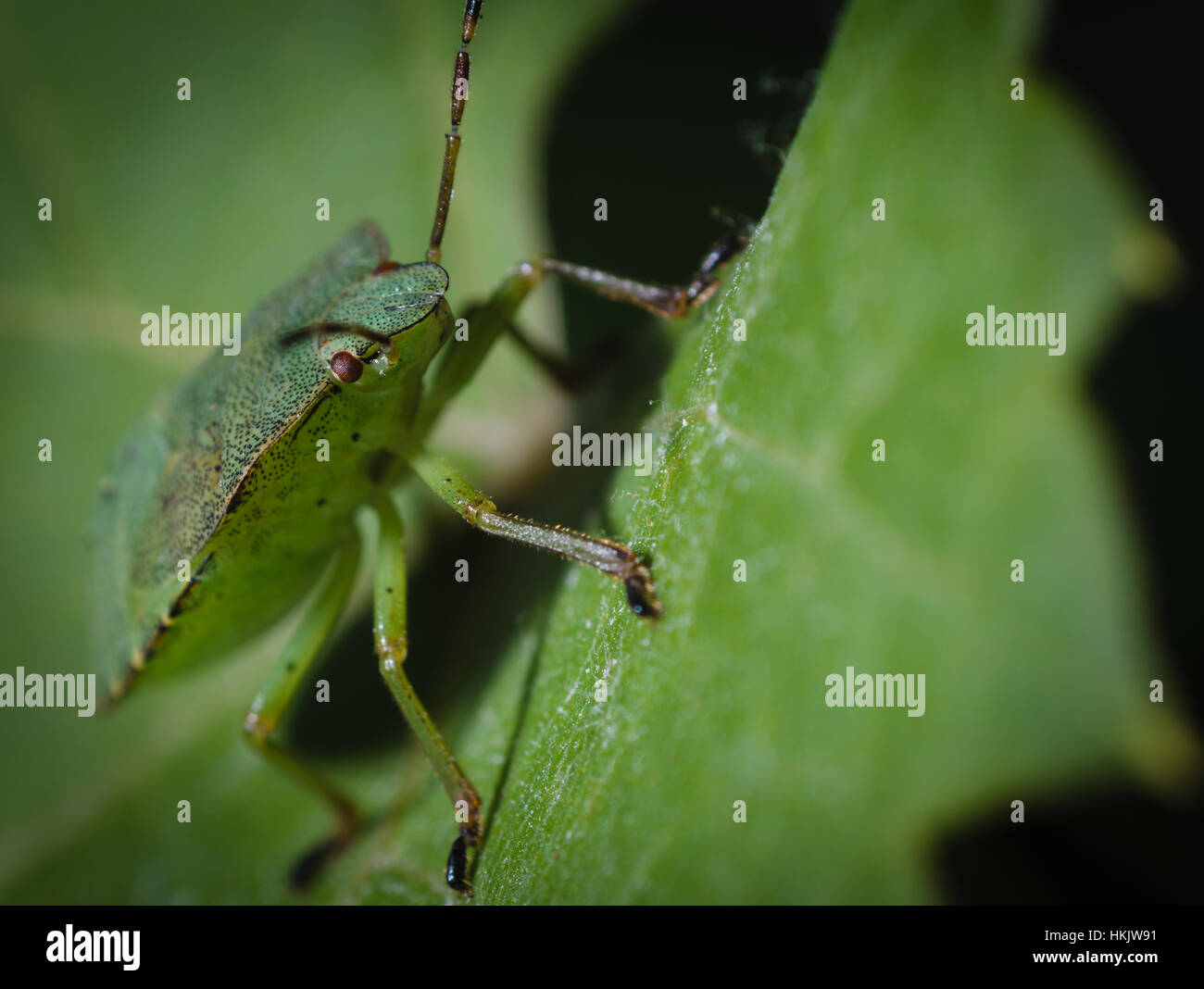 Bug verde sobre una hoja macro Foto de stock