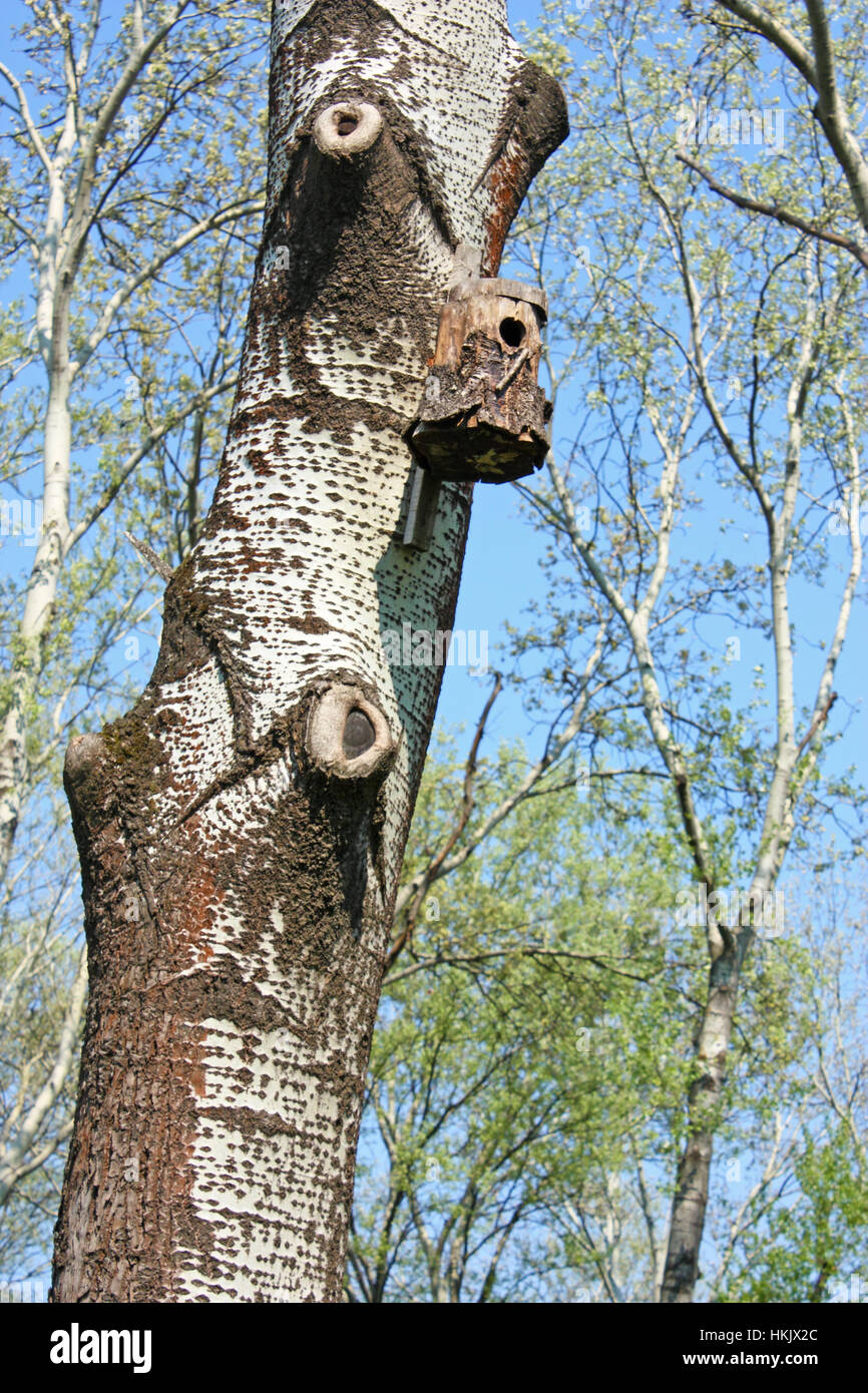 Pajarera de madera en un árbol en el bosque Foto de stock
