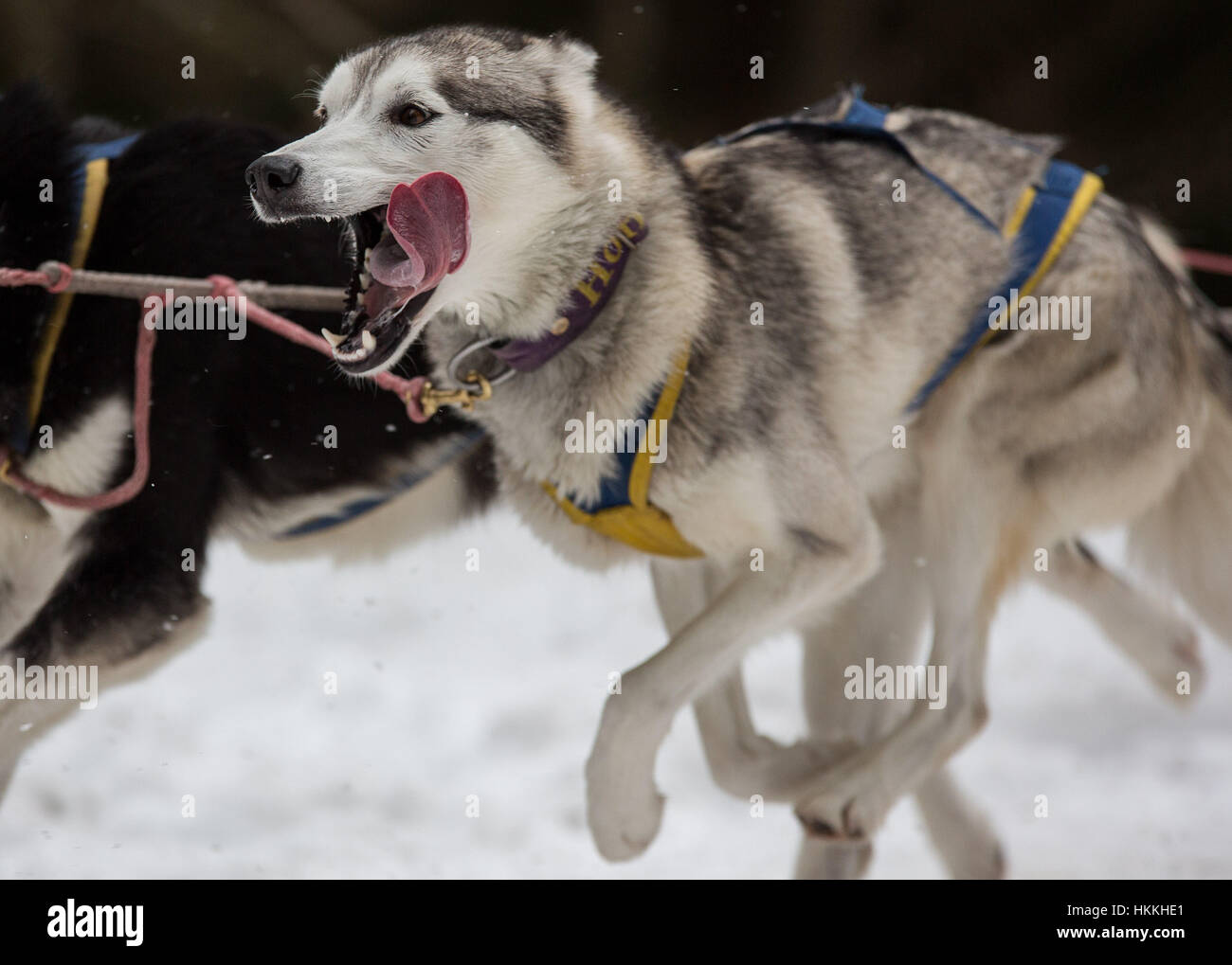 Todtmoos, Alemania. 29 ene, 2017. Un Alaskan husky en acción durante la  carrera de perros de trineo de la Selva Negra en Todtmoos, Alemania, 29 de  enero de 2017. 140 participantes de