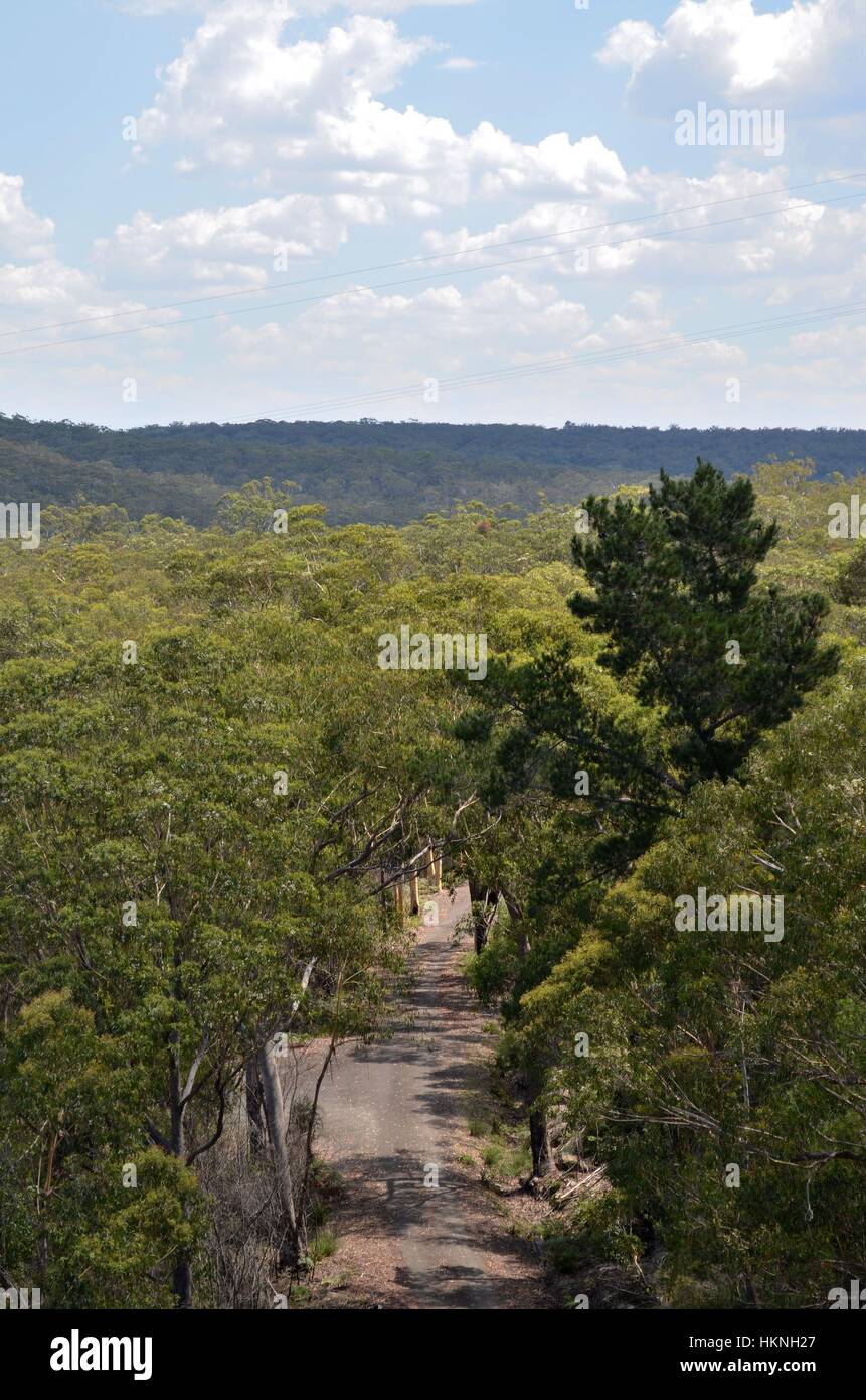 Camino a través del bosque australiano Foto de stock