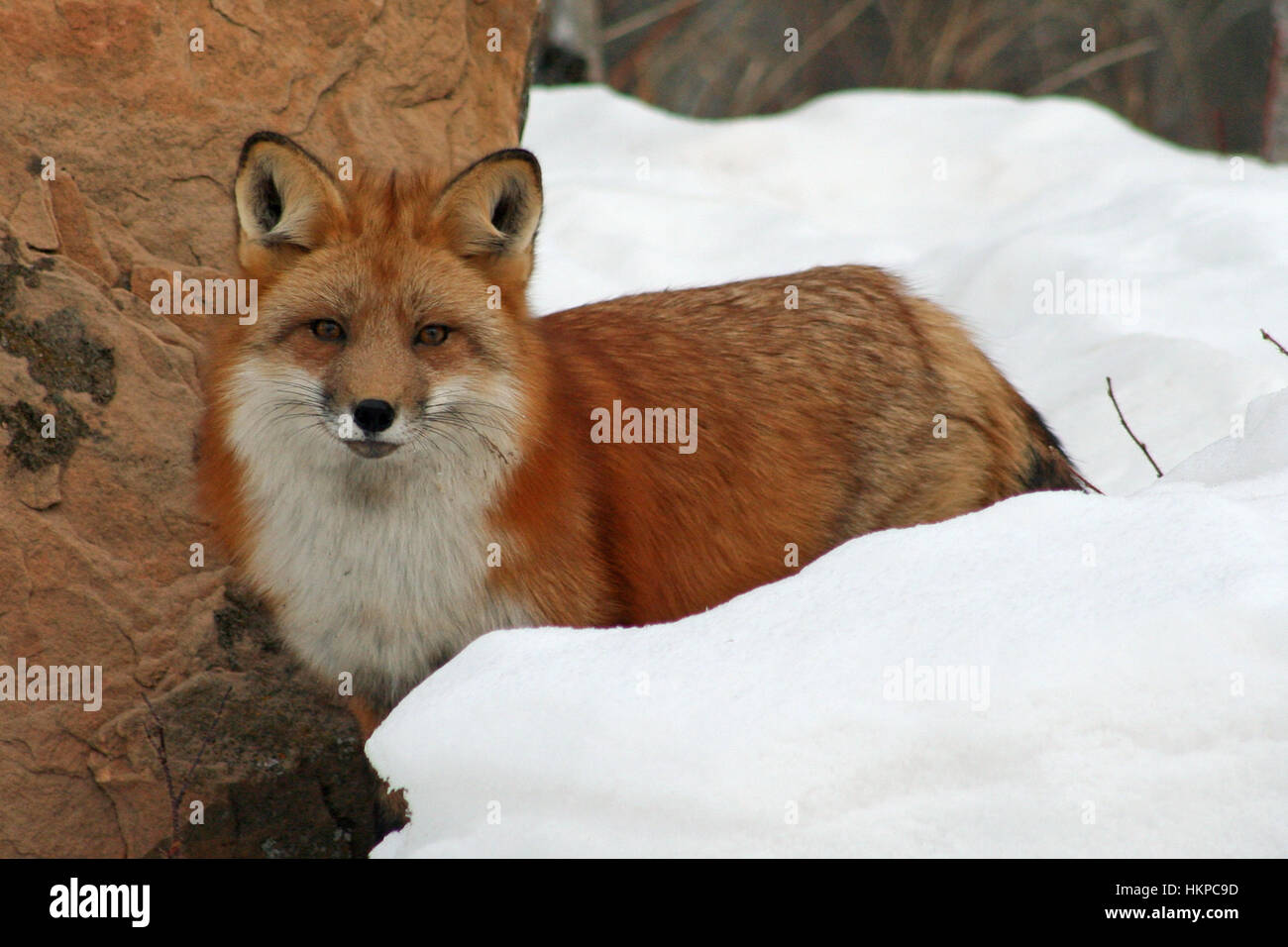 Hermoso color rojo Fox en su abrigo de invierno Fotografía de stock - Alamy