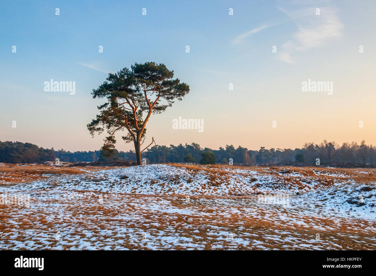 Escena de Invierno de landas de Groot Heidestein break con un solitario  árbol y el borde del bosque en el horizonte durante la puesta de sol. Los  Países Bajos Fotografía de stock -