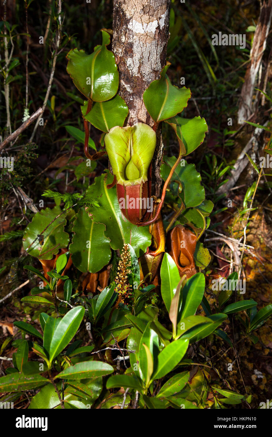 La lanzadora de Veitch (Nepenthes veitchii planta), el Área de Conservación de la cuenca Maliau, Sabah, Borneo, Malasia, por Monika Hrdinova/Dembinsky Foto Assoc Foto de stock