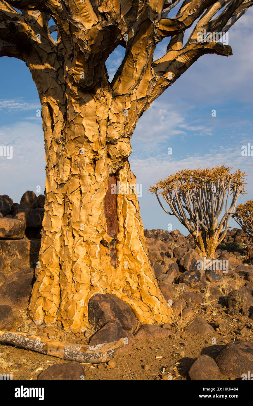 El carcaj de árbol, Bosque Kocurboom establecería, Aloe dichotoma sitio fósil Mesosaurus, Keetmanshoop, Namibia, por Monika Hrdinova/Dembinsky Foto Assoc Foto de stock