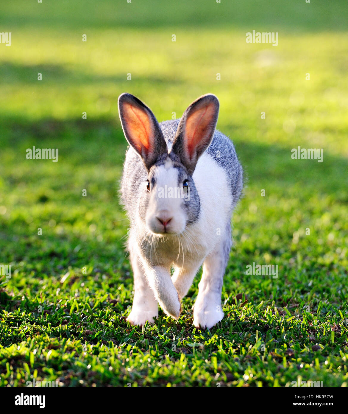 Ejecutando gris conejo en oro verde césped Foto de stock