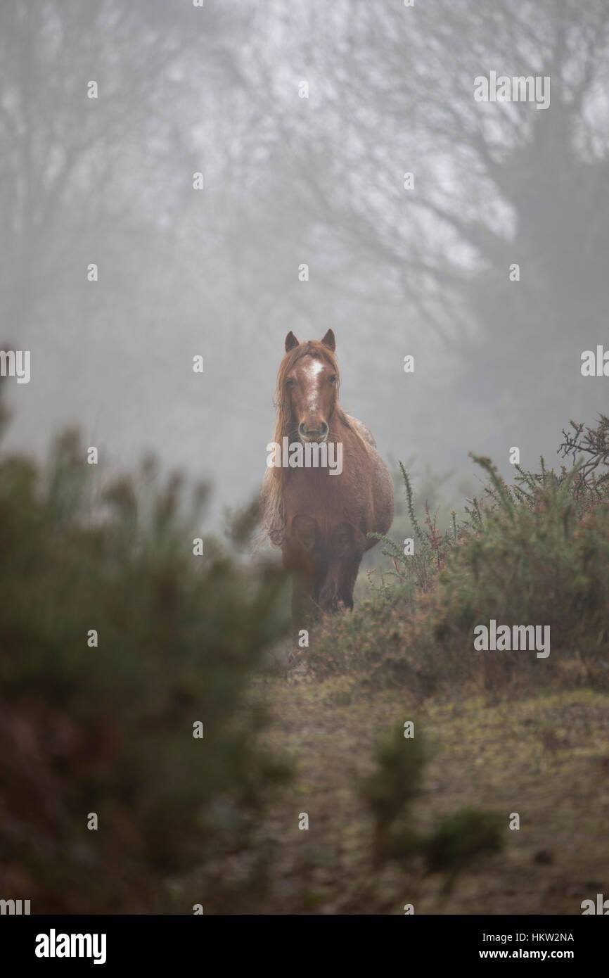 Flintshire, Gales, Reino Unido. 30 Jan, 2017. wild Welsh ponis acostumbrados a las condiciones de niebla húmeda en las colinas de Gales cerca de la aldea de Lixwm. Los potros se han colocado en la zona que es un SEIC para mantener el crecimiento de la vegetación de la zona para permitir las orquídeas silvestres y otras especies de protección de Crédito: DGDImages flurish/Alamy Live News Foto de stock