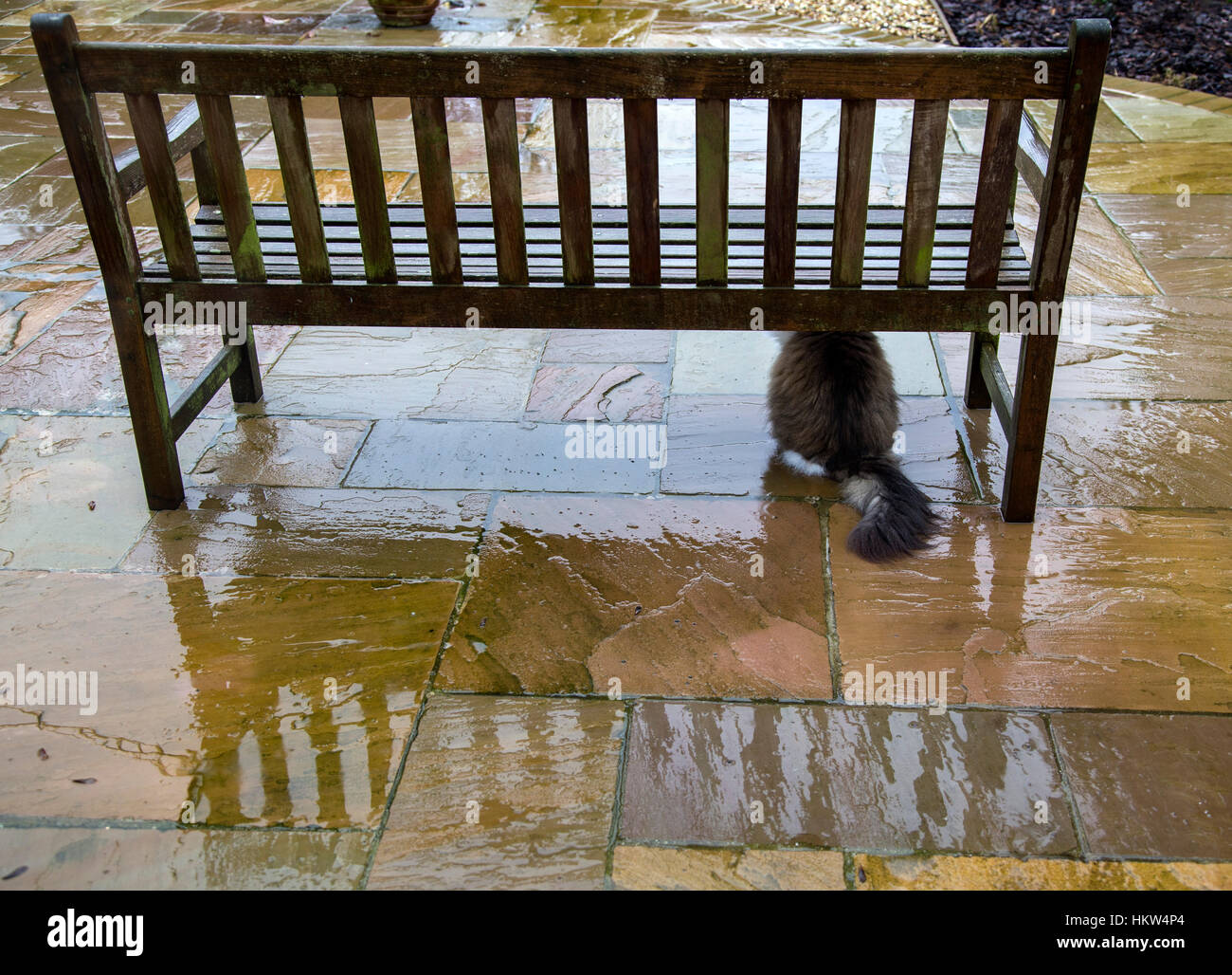 Sidmouth, Devon. 30 de enero de 2017. Lluvia, lluvia, vete. Un gato refugios de la lluvia torrencial bajo un banco de jardín en Sidmouth, Devon. El Met Office dice más lluvia se espera para los próximos días. Foto Tony Charnock/Alamy Live News Foto de stock