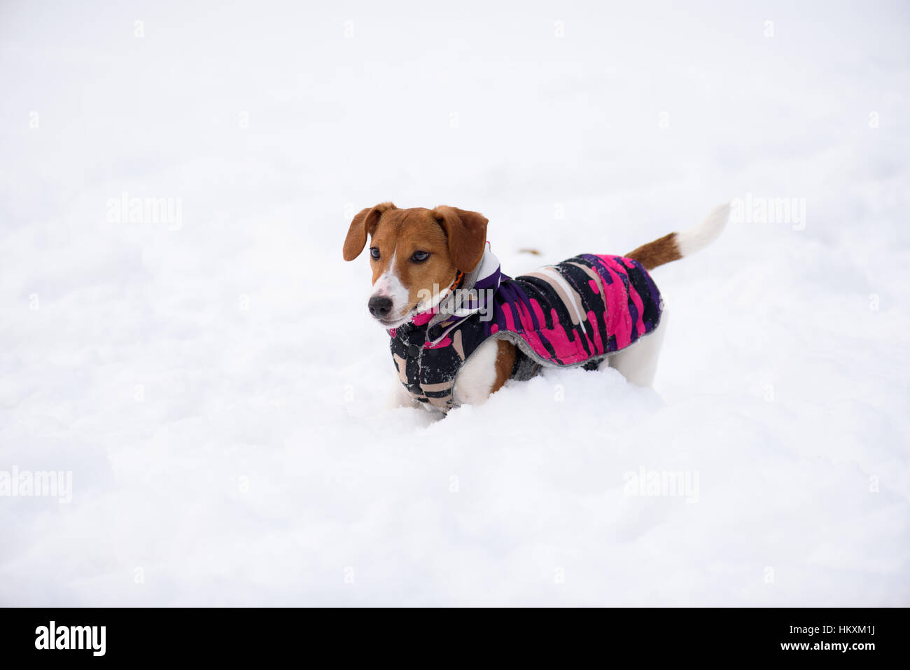 Perro vestido de chaqueta de invierno la temporada de moda 2017 Foto de stock