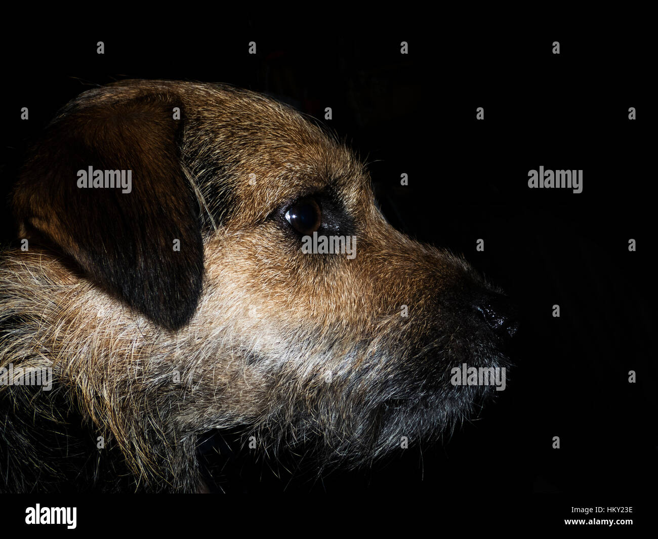 Retrato de desaliñada borde marrón terrier cruz en perfil con fondo negro Foto de stock