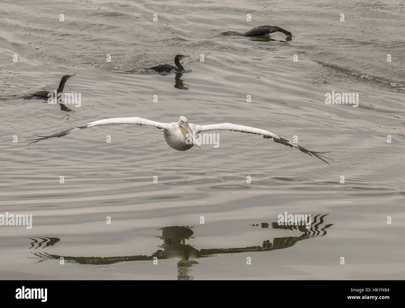 Pelícano blanco entrada en tierra en el lago, persiguiendo un cardumen de peces; el lago Kerkini, Grecia Foto de stock