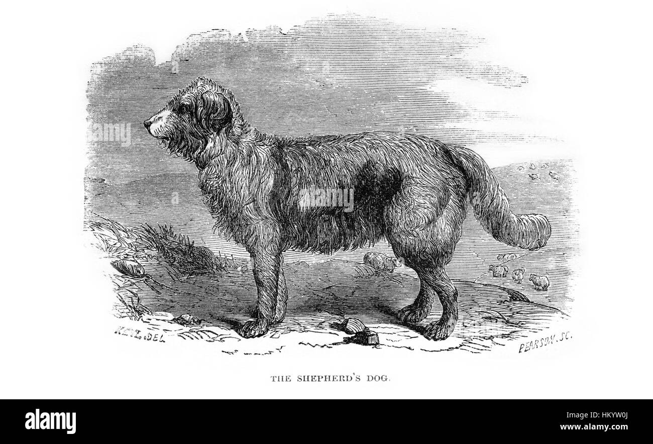 El perro de pastor. Grabado del siglo XIX de 'Popular Historia Natural"  publicado en 1866 Fotografía de stock - Alamy