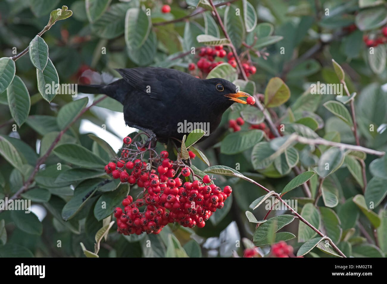 Merula Blackbird-Turdus macho se alimenta de Cotoneaster bayas. El invierno. Uk Foto de stock