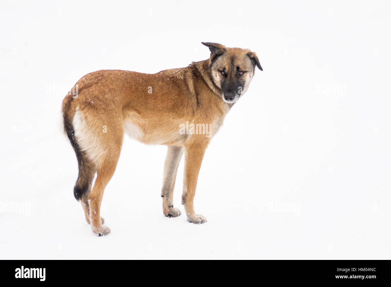 Retrato de cuerpo completo de raza mixta, los perros callejeros en un  blanco permanente Fotografía de stock - Alamy