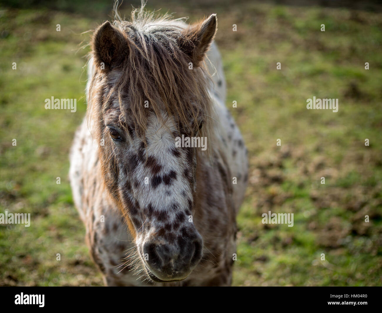 Retrato de un caballo Foto de stock