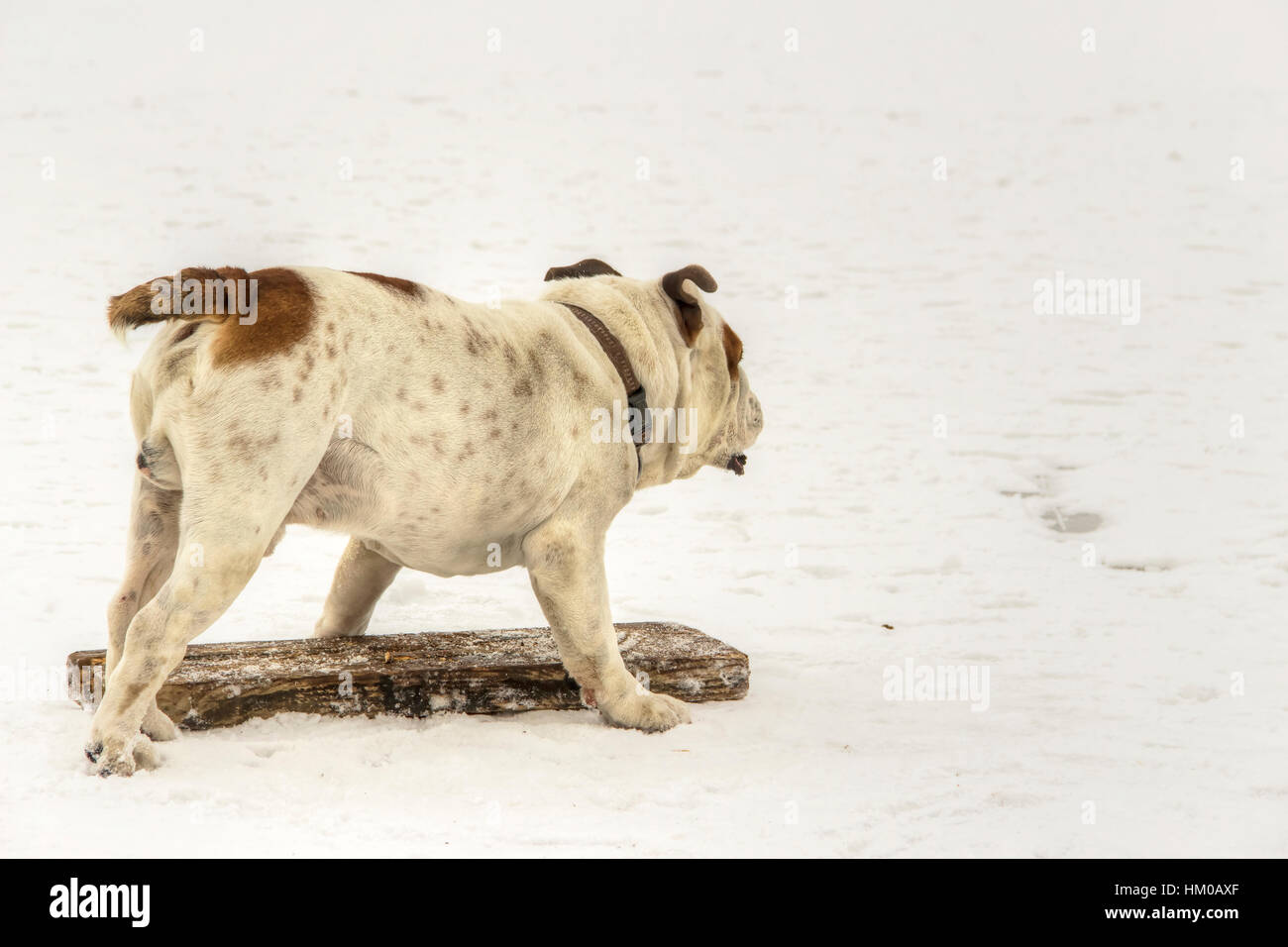 Serbia - Bulldog Inglés divirtiéndose en un helado Lago Sava Foto de stock