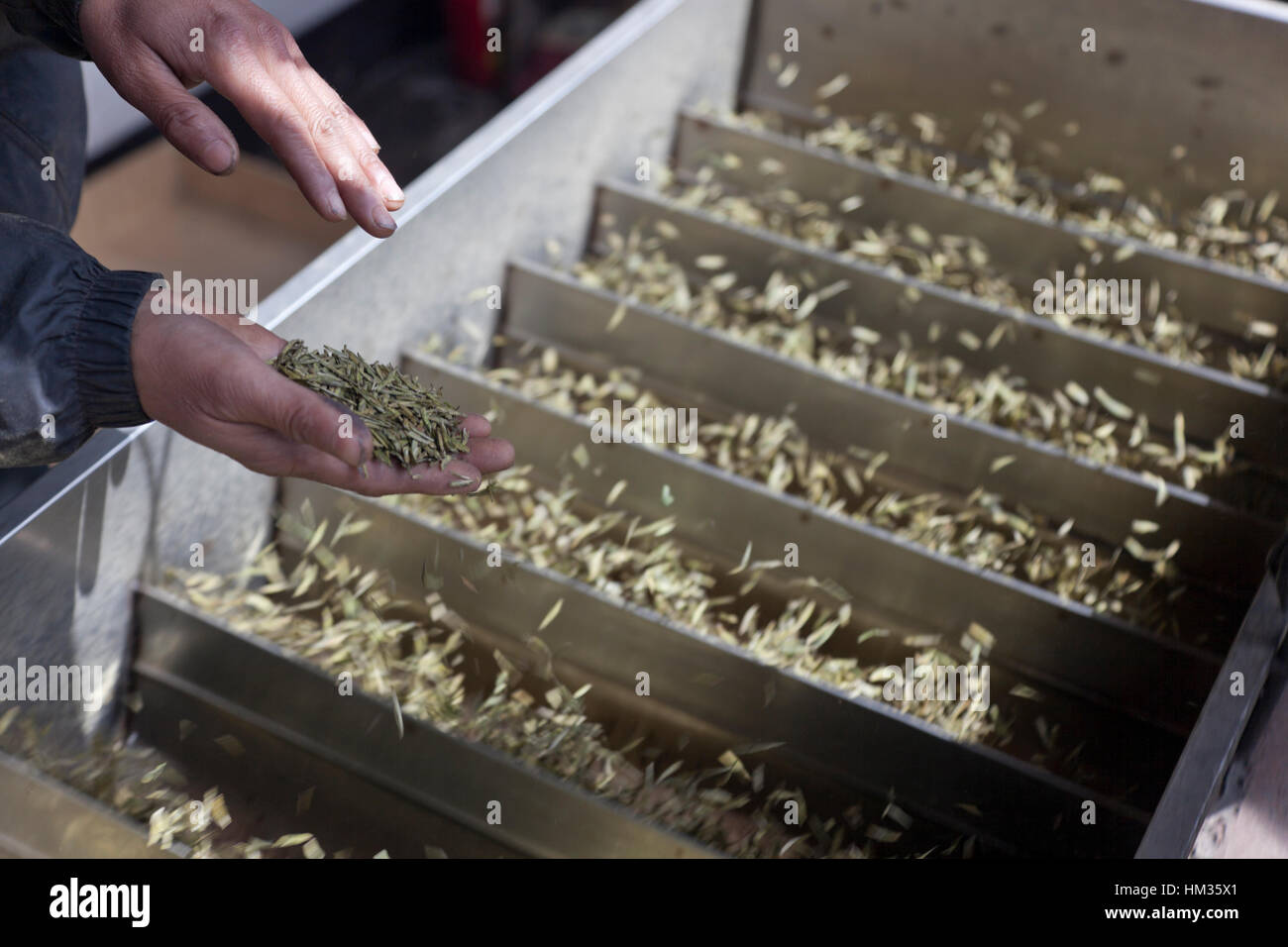 Un agricultor comprueba los cogollos de té está procesando o curado por descarte en un artilugio ranurado calentado eléctricamente. Foto de stock