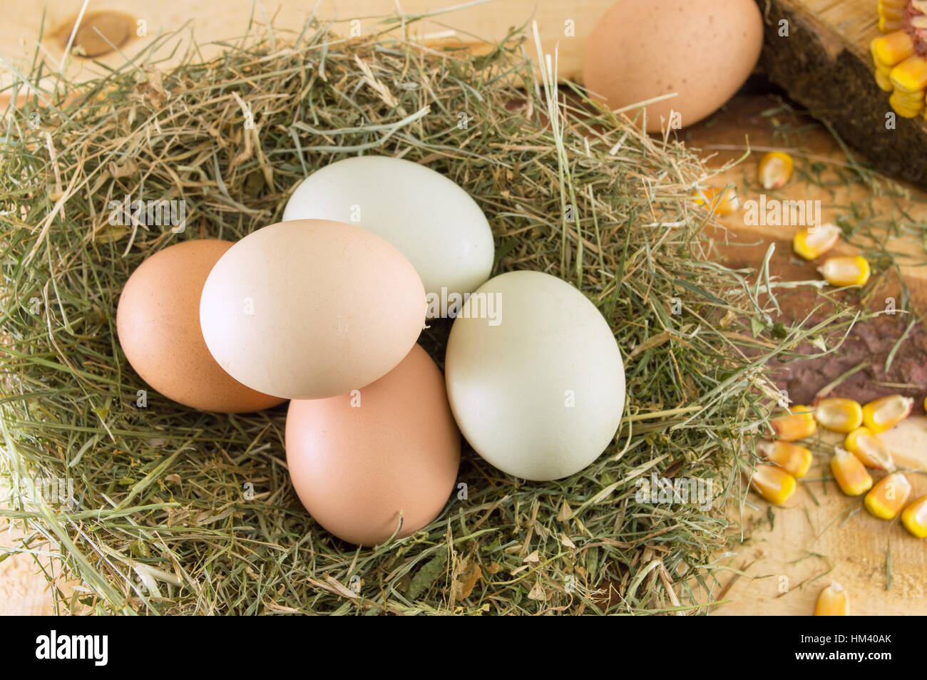 Montón de pollo crudo huevos en un nido Foto de stock