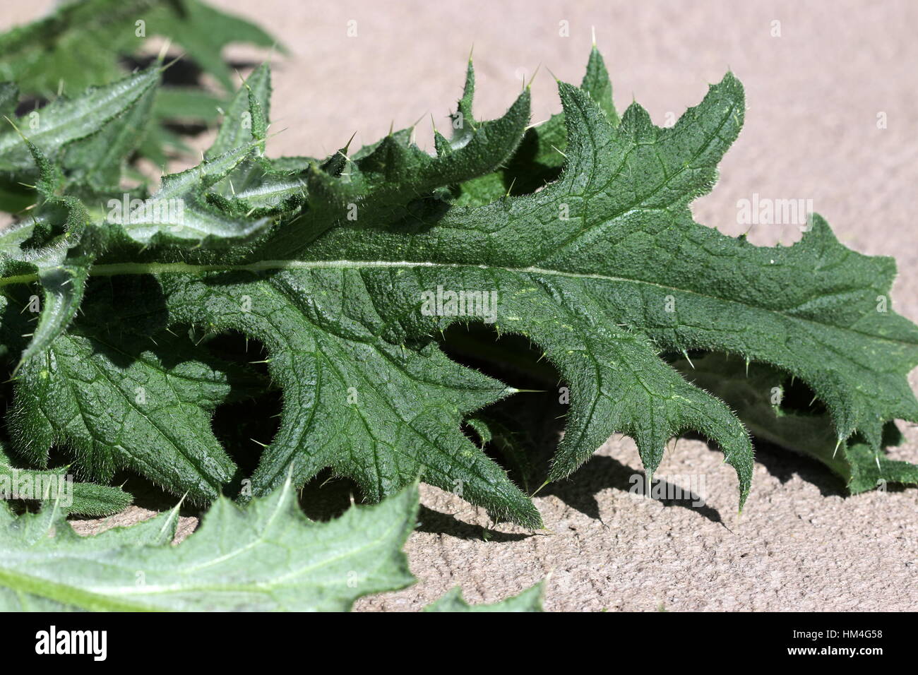 Cerca del tallo y hoja alada bases de Cirsium vulgare - Lanza Thistle Foto de stock