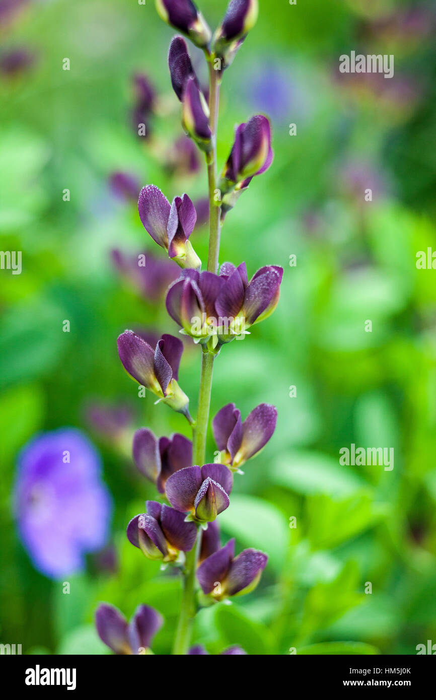 Baptisia ' Twilite Prairie Blues' - 'Crepúsculo Baptisia Prairie Blues' Foto de stock