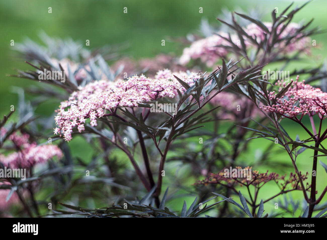 Sambucus nigra 'Black Lace' Foto de stock