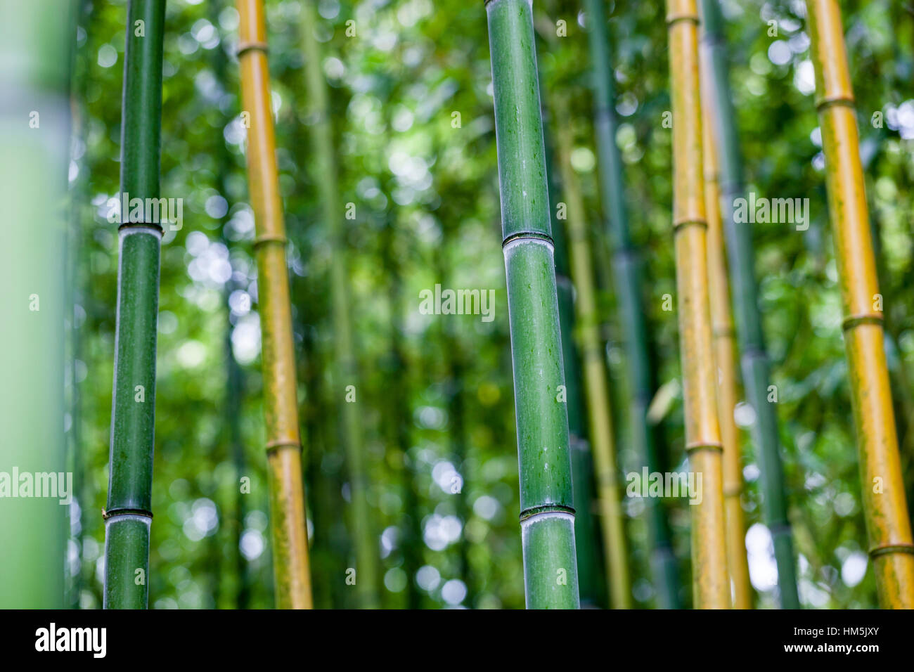 Tallos de bambú Phyllostachys - Foto de stock
