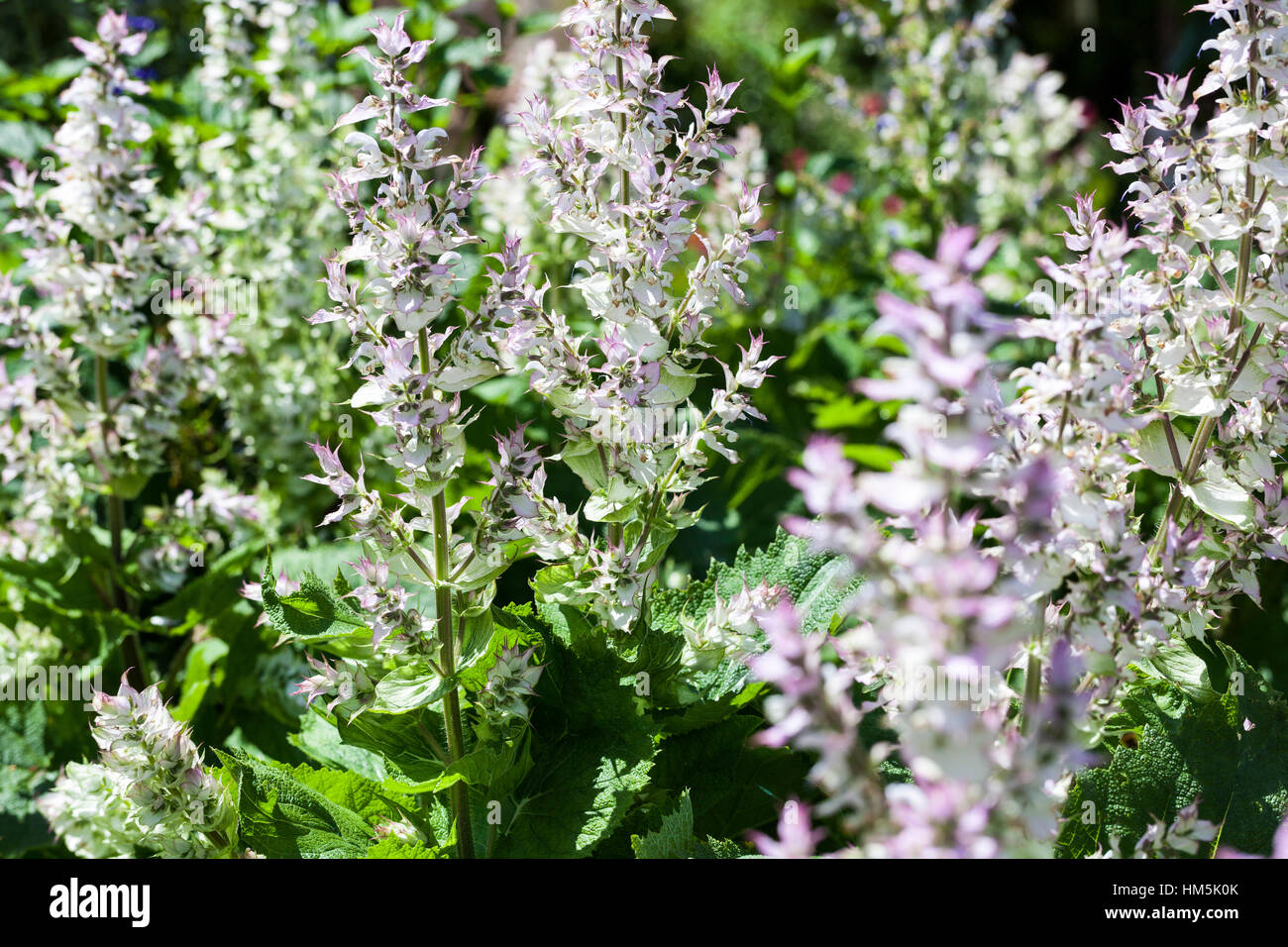 Salvia sclarea - Clary Sage Foto de stock