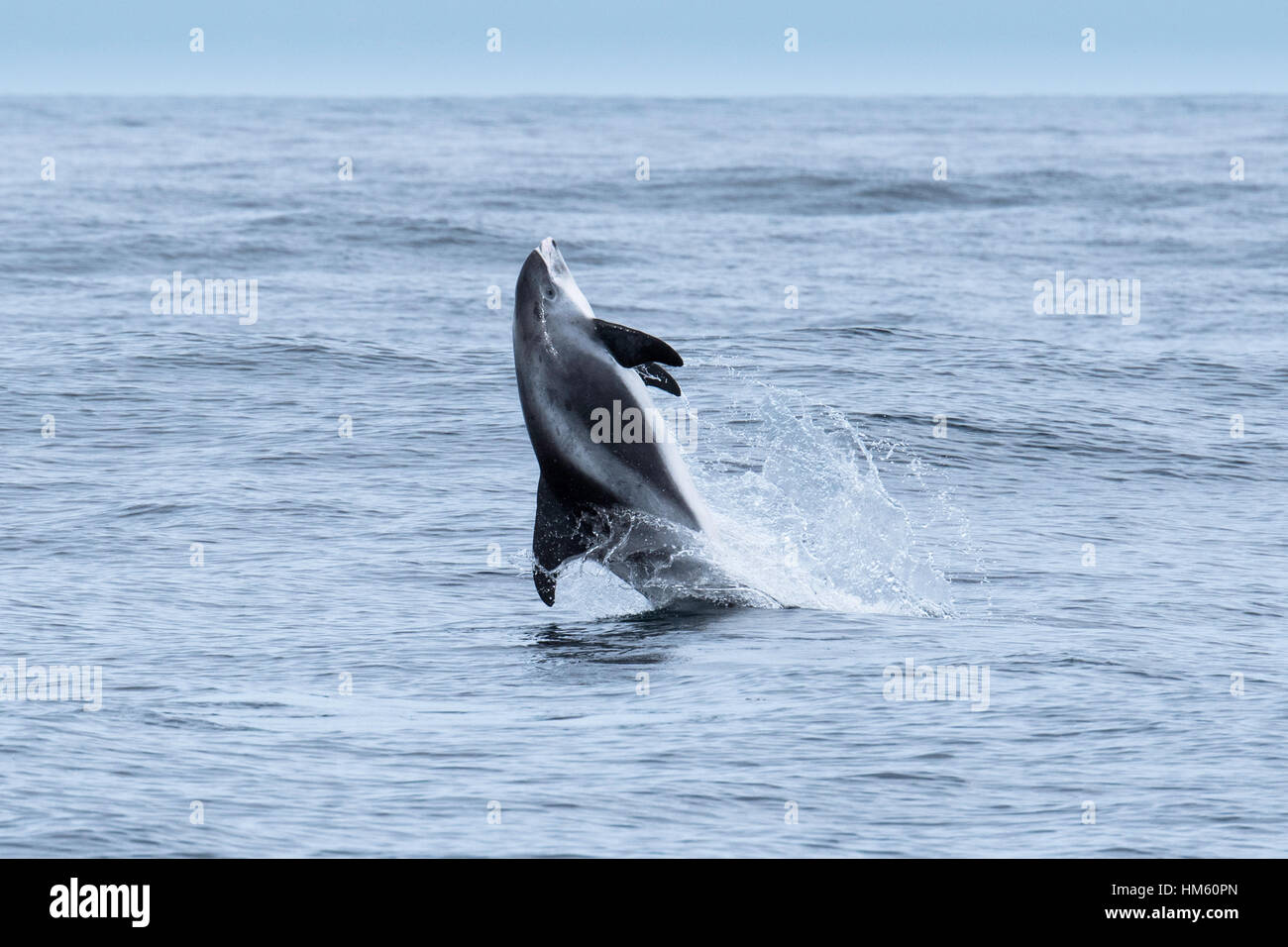 Blanco-delfín, Lagenorhynchus albirostris picuda, back flip, cerca de las Islas Farne, cerca de Newcastle, Mar del Norte, Inglaterra Foto de stock