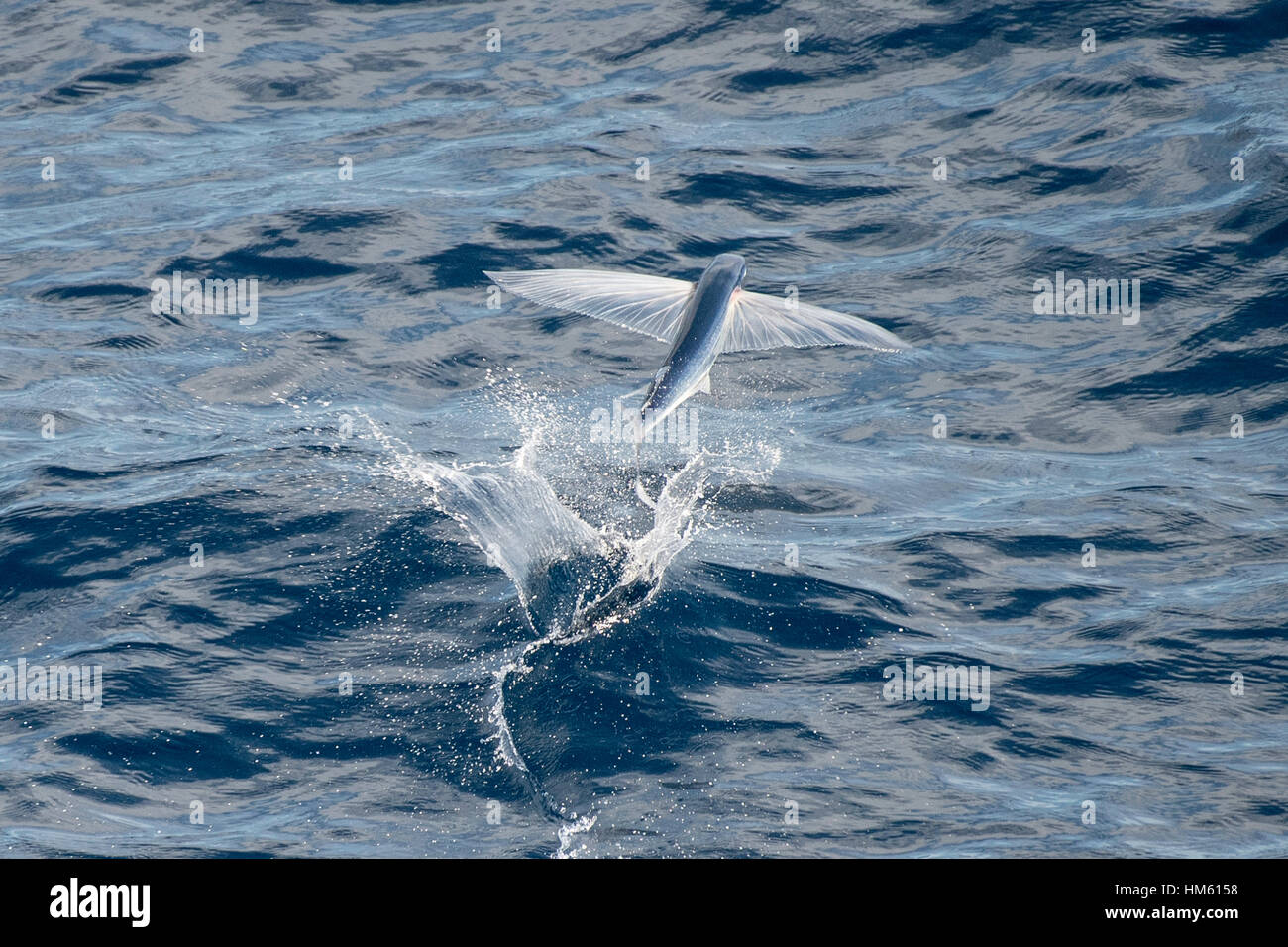 Especies de peces voladores despegando, nombre científico desconocido, varios cientos de millas de Mauritania, África, el Océano Atlántico Foto de stock