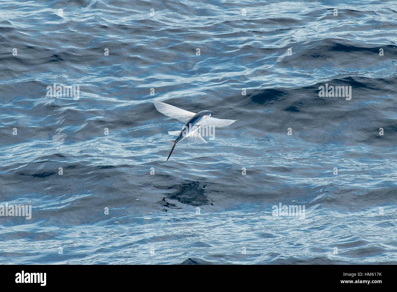 Especies de peces voladores despegando, nombre científico desconocido, varios cientos de millas de Mauritania, África, el Océano Atlántico Foto de stock