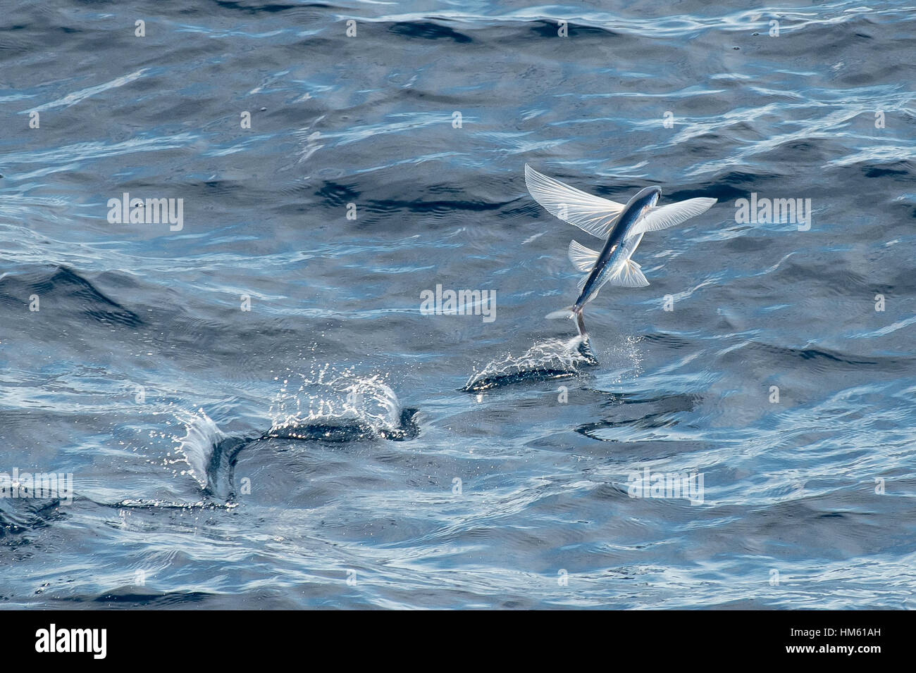 Especies de peces voladores despegando, nombre científico desconocido, varios cientos de millas de Mauritania, África, el Océano Atlántico Foto de stock