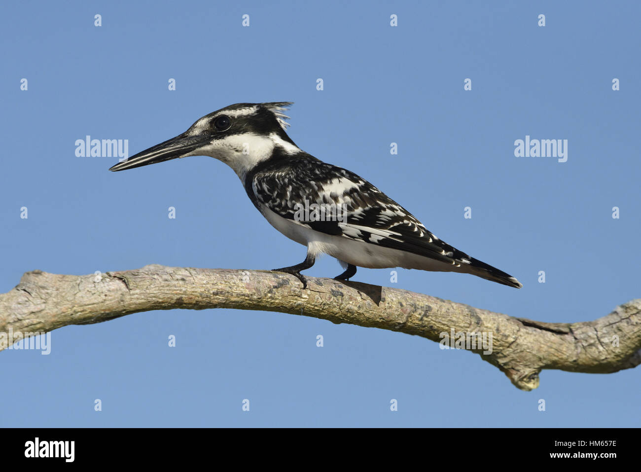 Pied Kingfisher - Ceryle rudis Foto de stock