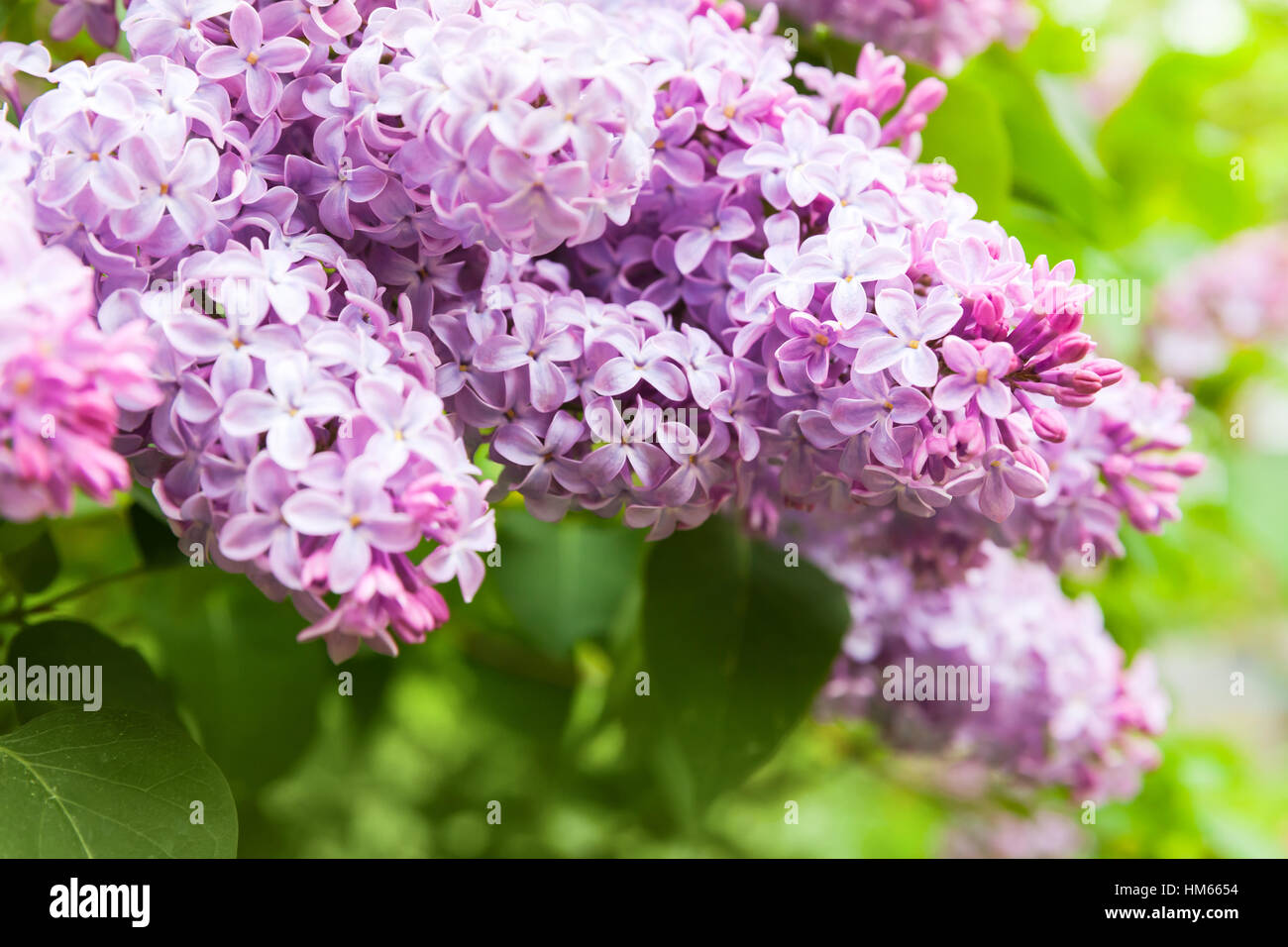Flores de color lila, floración de plantas leñosas en jardín de verano Foto de stock