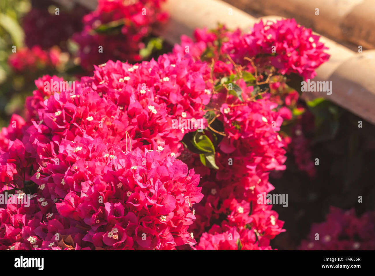 Rojas flores decorativas en el jardín de verano, bougainvillea árbol en flor Foto de stock