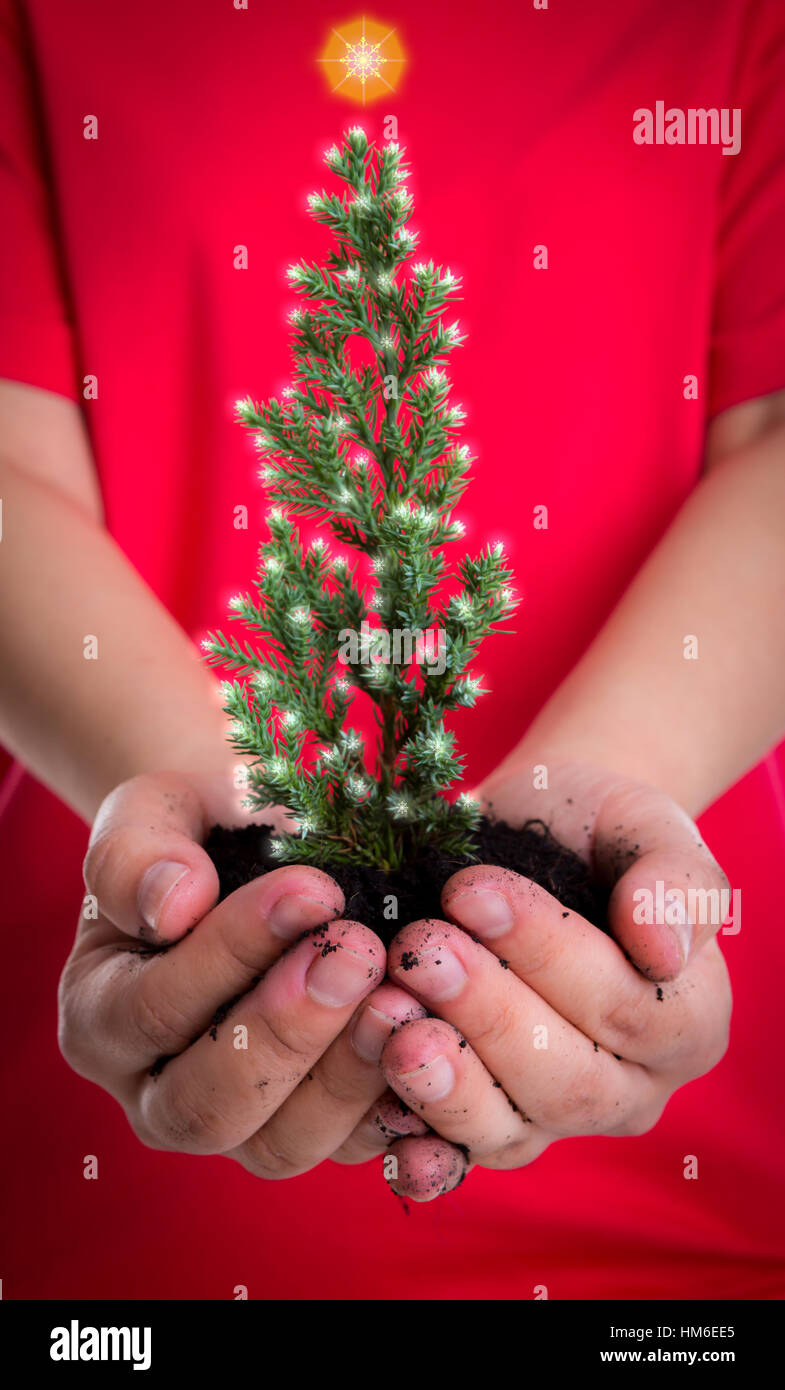 Mujer manos sostienen pequeño árbol de navidad Foto de stock