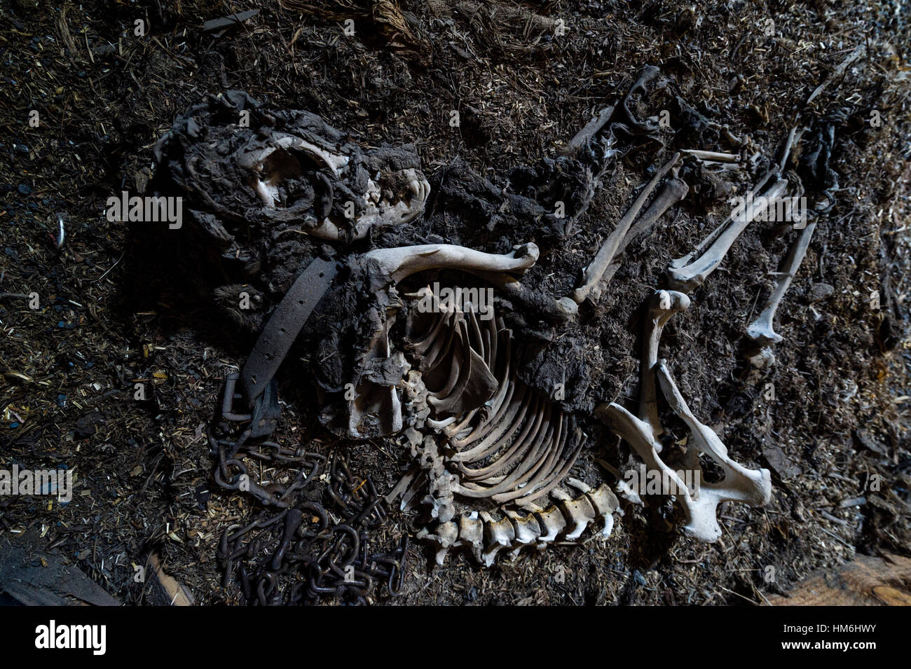 El esqueleto de un perro en los establos del explorador antártico Robert Falcon Scott's hut. Foto de stock