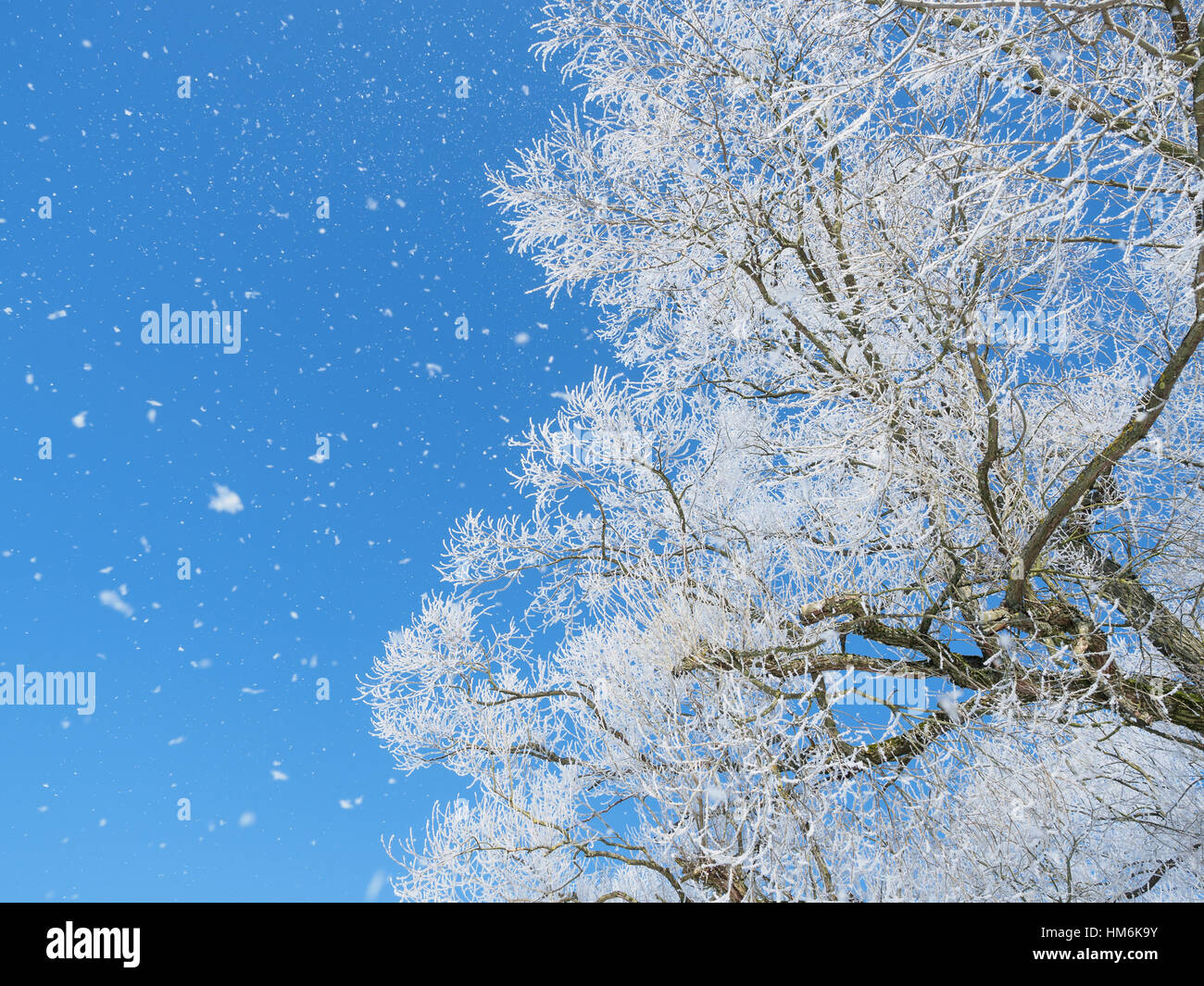 La nieve caía un árbol de invierno Foto de stock