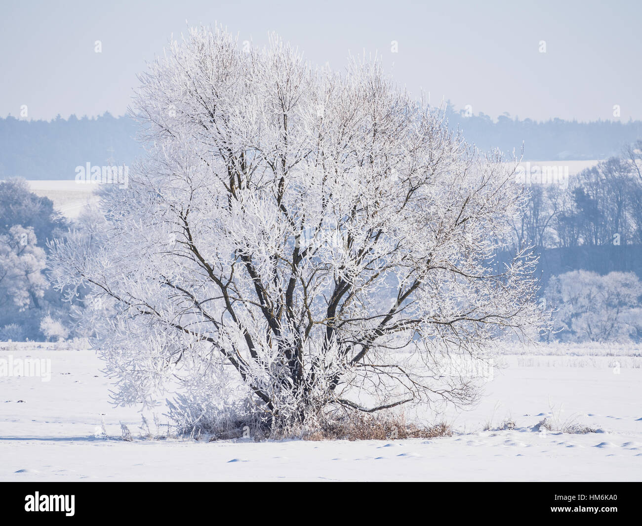 Solo árbol cubierto de hielo y nieve Foto de stock