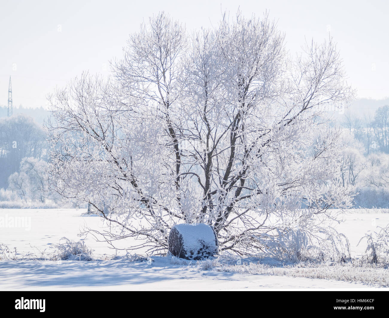 Solo árbol cubierto de la escarcha y la nieve III Foto de stock