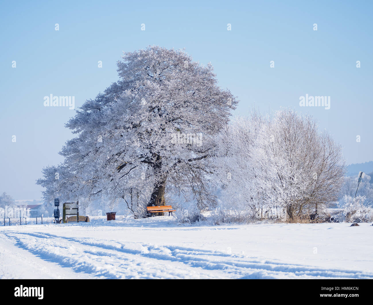 Oak Tree cubiertos de nieve. Foto de stock