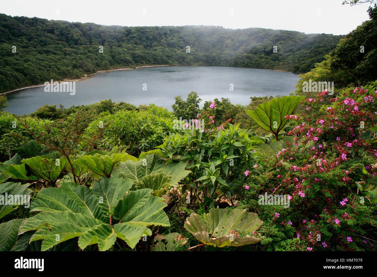 Gran sombrilla del pobre (Gunnera insignis) hojas y flores de los volcanes Melastoma (Monochaetum vulcanicum) en la Laguna Botos en el Volcán Poás Nat Foto de stock