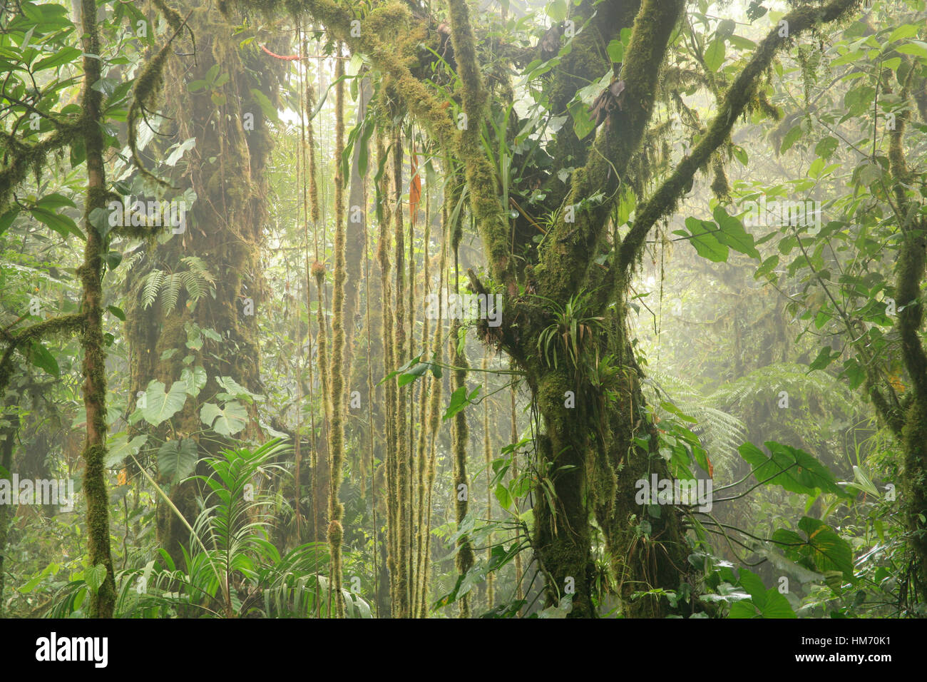 La Reserva Biológica Bosque Nuboso de Monteverde, Costa Rica Foto de stock