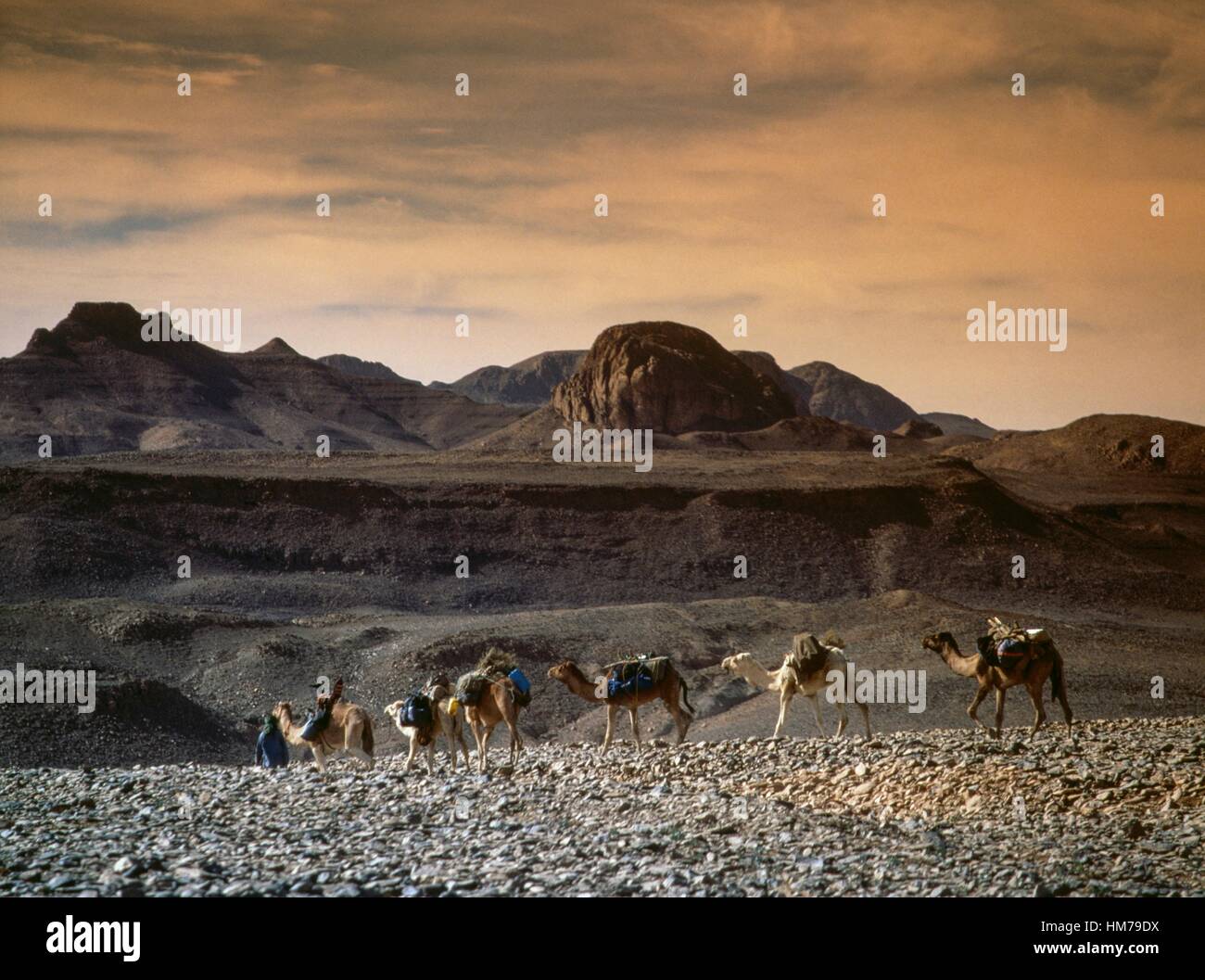 Caravana de camellos, montañas Hoggar (Ahaggar), cordillera formada a partir de rocas volcánicas, el desierto del Sahara, Argelia. Foto de stock