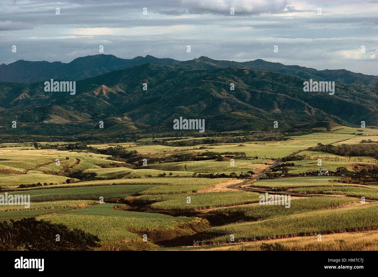 Cultivos de caña de azúcar, el departamento de Sonsonate, El Salvador