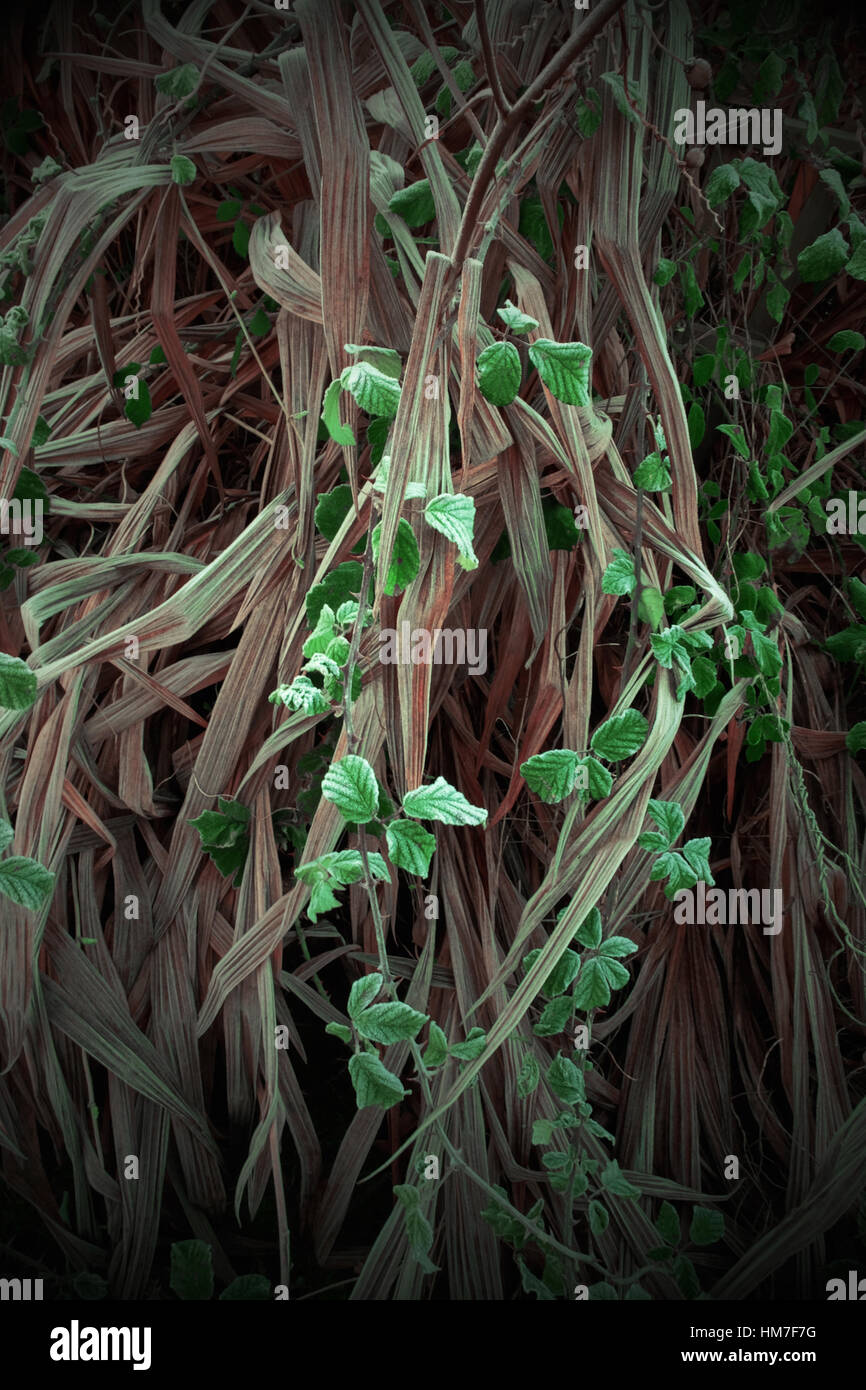 Envuelto alrededor de las zarzas verdes pastos marrón largo formando bellas formas y luz Foto de stock