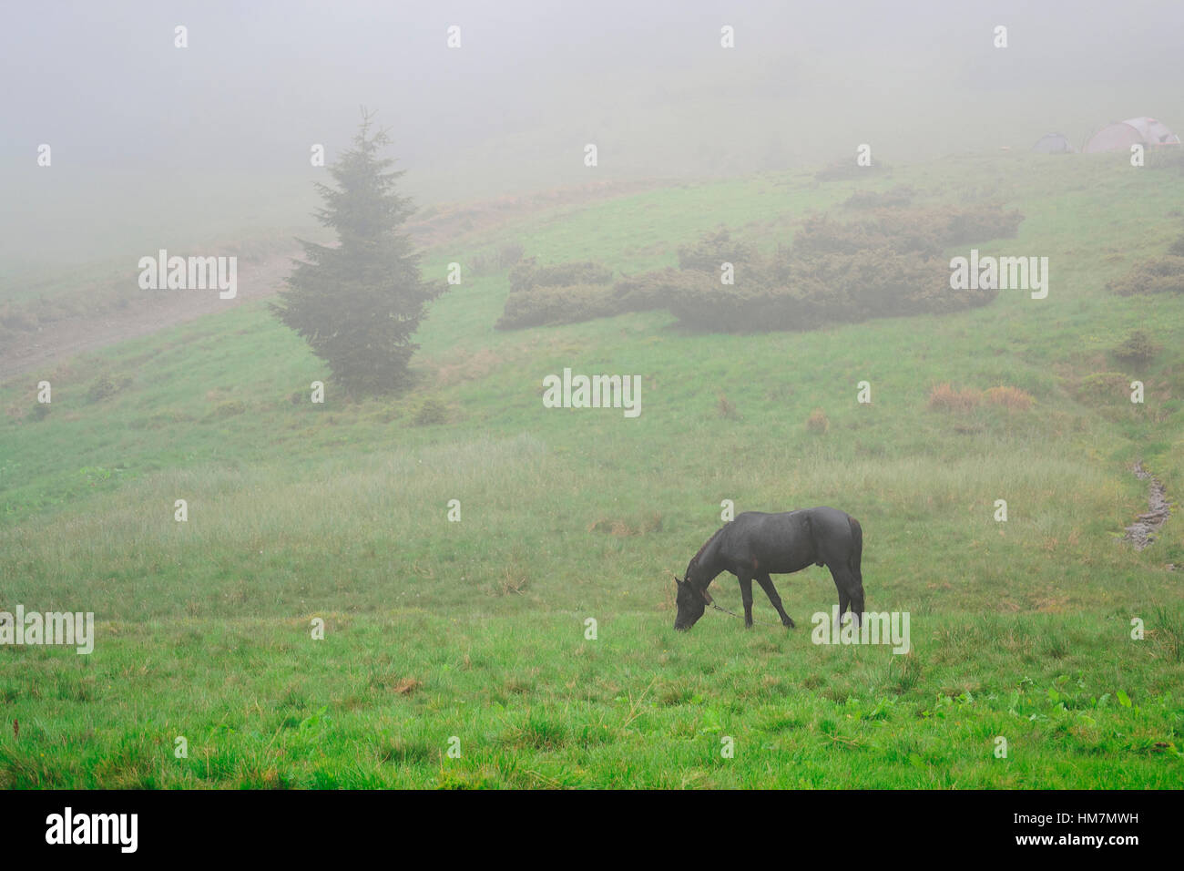 Ucrania, Zakarpattia, distrito de Rakhiv, los Cárpatos, el caballo negro del pastoreo en pasto al amanecer Foto de stock