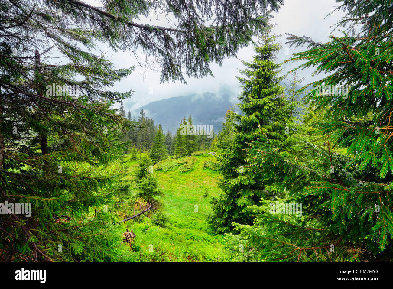 Ucrania, Zakarpattia, distrito de Rakhiv, los Cárpatos, Maramures, una exuberante vegetación en la región de montaña Foto de stock