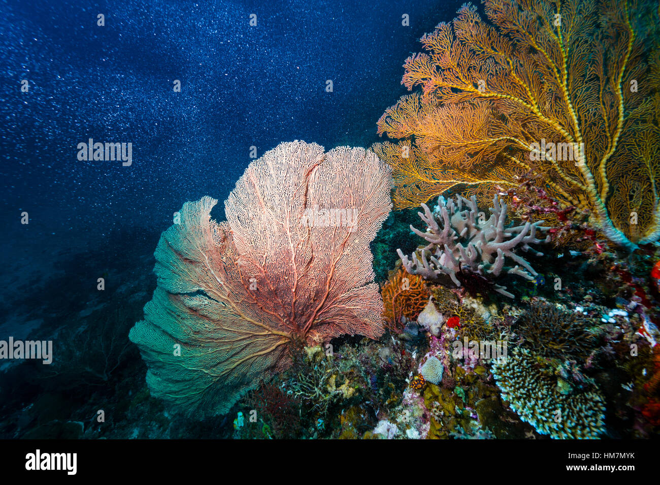 El rojo brillante entramado frágil de un mar de gorgonias ventilador en la pared de un arrecife de coral. Foto de stock
