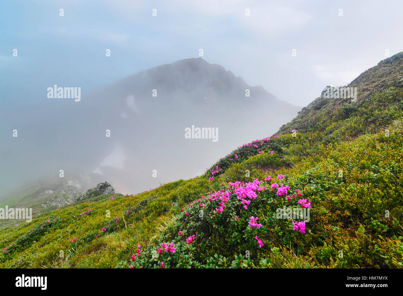 Ucrania, Zakarpattia, distrito de Rakhiv, los Cárpatos, Maramures, flores de color rosa en la colina Foto de stock