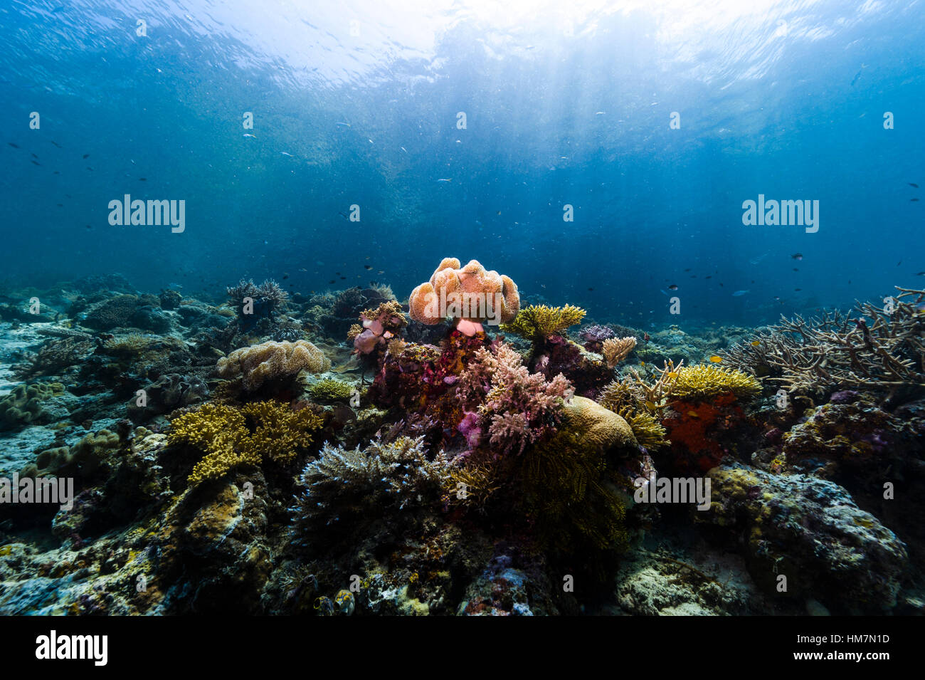 Una gran forma de corales blandos como un toadstool y cubiertos en la alimentación de los pólipos se asienta en un prístino arrecife en rayos de sol. Foto de stock